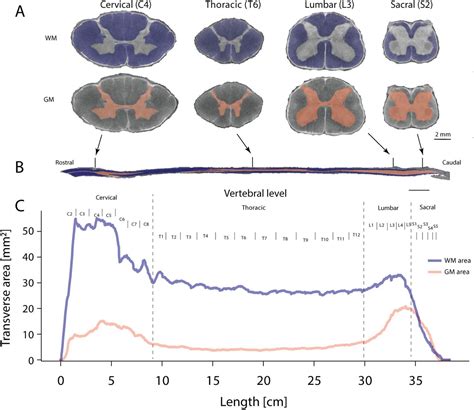 Spinal Cord White Matter