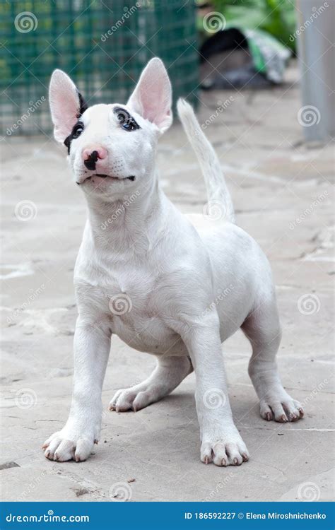 White Bull Terrier
