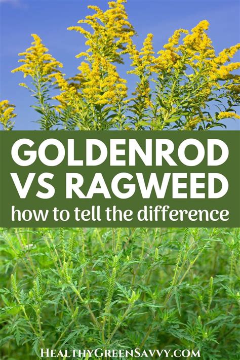 ragweed allergies