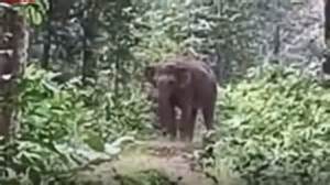 ‘Babu, Jao Jungle Jao’: Chhattisgarh Man Lovely Guides Baby Elephant ...