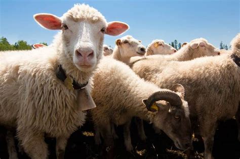 羊群效应是什么意思 跟从大众的思想和行为— 爱才妹生活