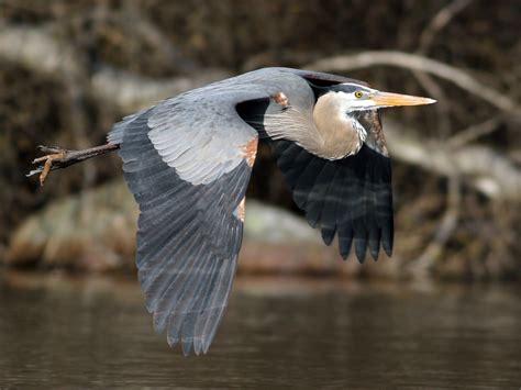 Great Blue Heron - eBird
