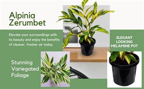 PLANT STORE® Alpinia Zerumbet Indoor and Outdoor Organic Air Purifying ...