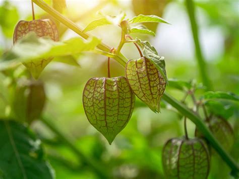 Companions for Ground Cherries - What Grows with Ground Cherry Plants