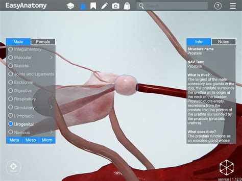 Male Dog Anatomy Bulbus Glandis