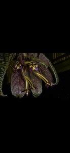 insituorchids | eBay Stores