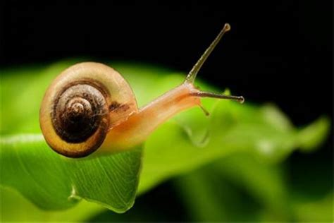 蜗牛的生活习性是什么？它吃什么食物？_百度知道