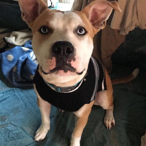 Pitsky - Quick Facts About The Adorable (Pitbull Husky Mix) ⋆ American ...