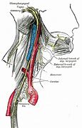 esophageal plexus 的图像结果