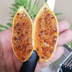 Creative Farmer Live Fruit Exotic Plant Sweet Peanut Butter Silver ...