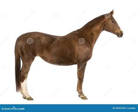 Side view of a Horse stock image. Image of vertebrate - 29492195