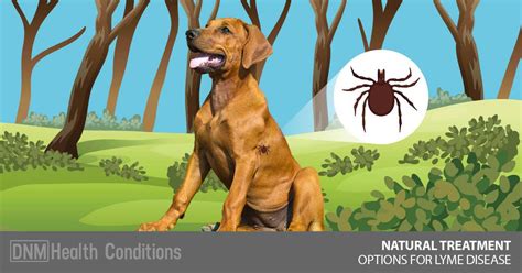 dogs lyme disease vaccine
