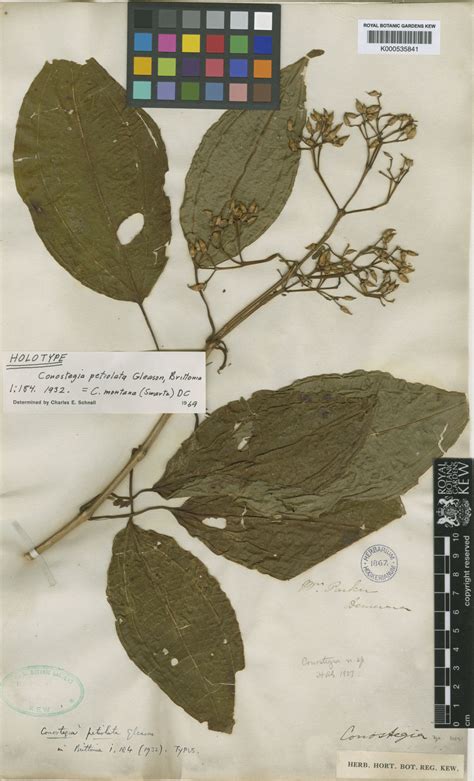 Miconia cooperi (Cogn.) Michelang. | Plants of the World Online | Kew ...