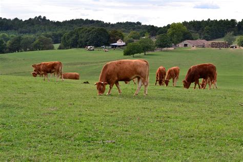 Free Images : grass, field, farm, meadow, prairie, france, herd ...