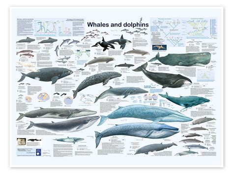 Whales and dolphins print by Planet Poster Editions | Posterlounge