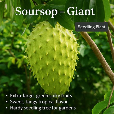 Soursop - Giant Fruit Plant – Kerala Garden