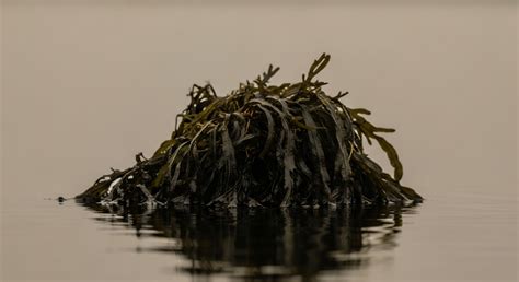 How Does an Organism's Lifespan Affect Its Potential for Bioaccumulation? → Learn
