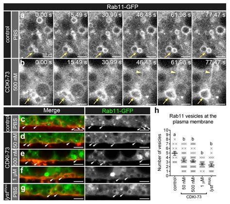 CDKI-73 Is a Novel Pharmacological Inhibitor of Rab11 Cargo Delivery ...