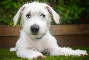 Jack-A-Poo: Dog Breed Characteristics & Care