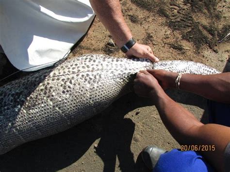 Image result for Python Eating Porcupine