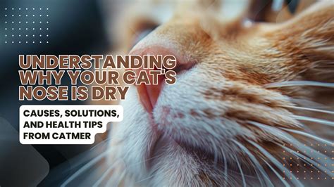 Why Is My Cat's Nose Dry? Causes, Solutions, and When to Worry - Catmer