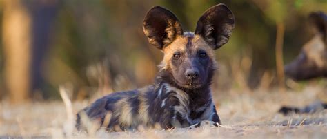 African Wild Dog Predators