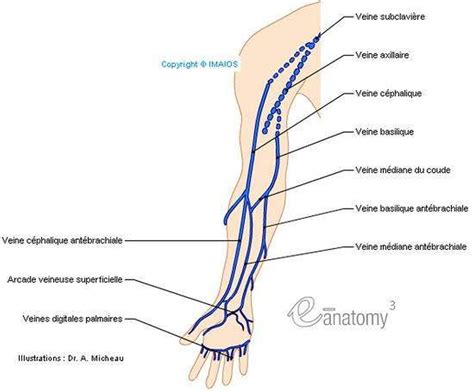 Pictures Of Cephalic Vein | Healthiack