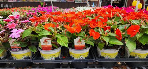 New Guinea Impatiens vs. SunPatiens — Bob's Market and Greenhouses