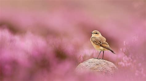 Bing image: Wheatear, Peak District National Park, England - Bing ...