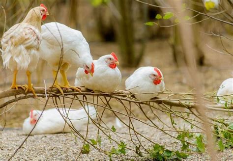 Life Expectancy of Chickens - FOUR PAWS International - Animal Welfare ...
