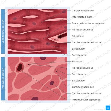 Cardiac Muscle Tissue Labeled