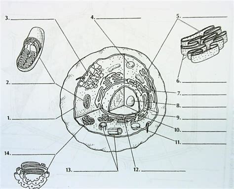 Cell Label 的图像结果