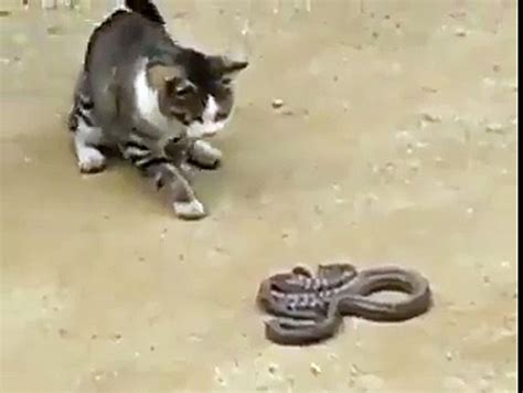 Cat And A Snake