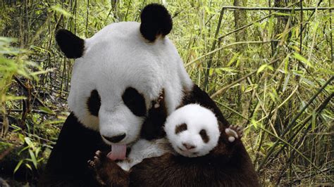 Pandas : Les 30 photos les plus craquantes — Chine Informations