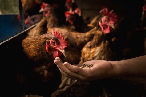 Can Roosters Eat Layer Feed? | Nature's Best Organic Feeds