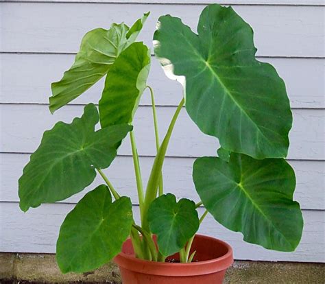 Growing Elephant Ear Plants