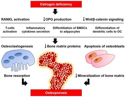 Molecular and Cellular Mechanisms of Osteoporosis