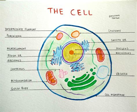 The cell structure. Organelles. Watercolor. Kateryna Tonyuk | Learn ...