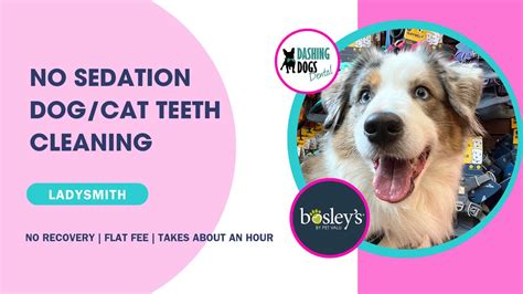 Dog/Cat Teeth Cleaning - Ladysmith, Bosley's Ladysmith (Ladysmith, BC ...