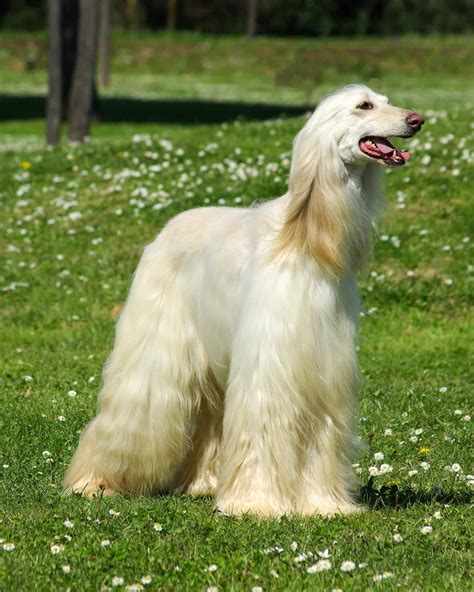 18 Long Nose Dog Breeds With Lovable Snouts (With Photos)