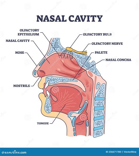 Nose Diagram With Labels