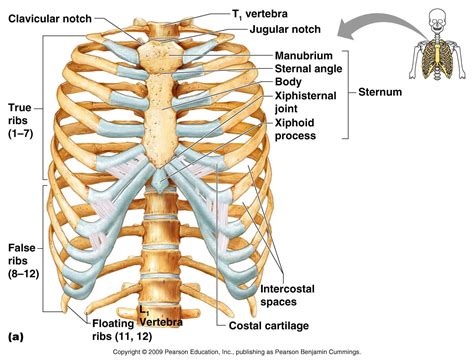 Human ribs, Thoracic cage, Rib cage anatomy