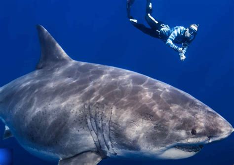 The Most Thrilling Shark Cage Diving Spots in the US - Animals Around ...