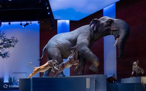Natural History Museum Ticket in Abu Dhabi - Klook India