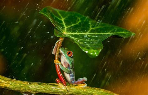 摄影师雨天抓拍小树蛙为同伴“撑伞”(组图)|树蛙|玩耍_凤凰资讯