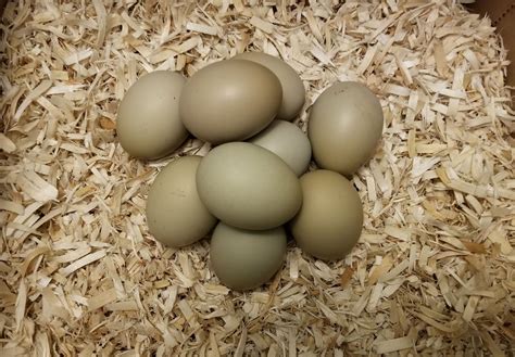 Olive Egger Eggs Sunflower" Olive Egger — DRAGONFLY FARM