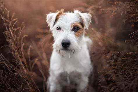 Meet the Adorable White Jack Russell Terrier with Long Hair: Click to ...