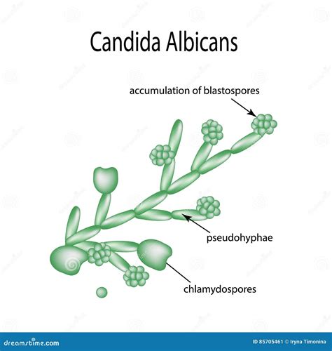 Structure of Candida Albicans. Infographics. Vector Illustration on Background Stock Vector ...