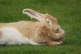 Image result for Fat Cute Bunnies Drawings