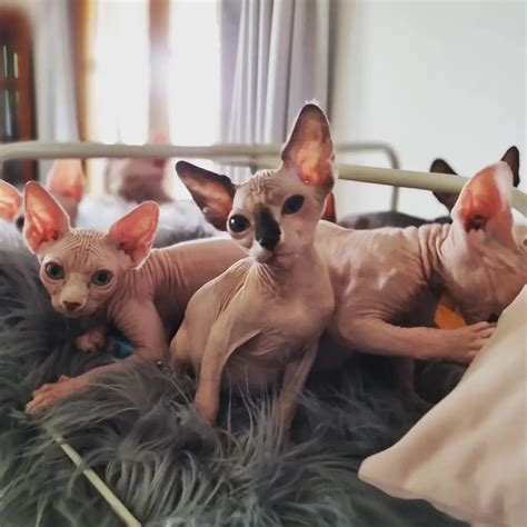 Prettyskinz Sphynx – Registered Sphynx breeder